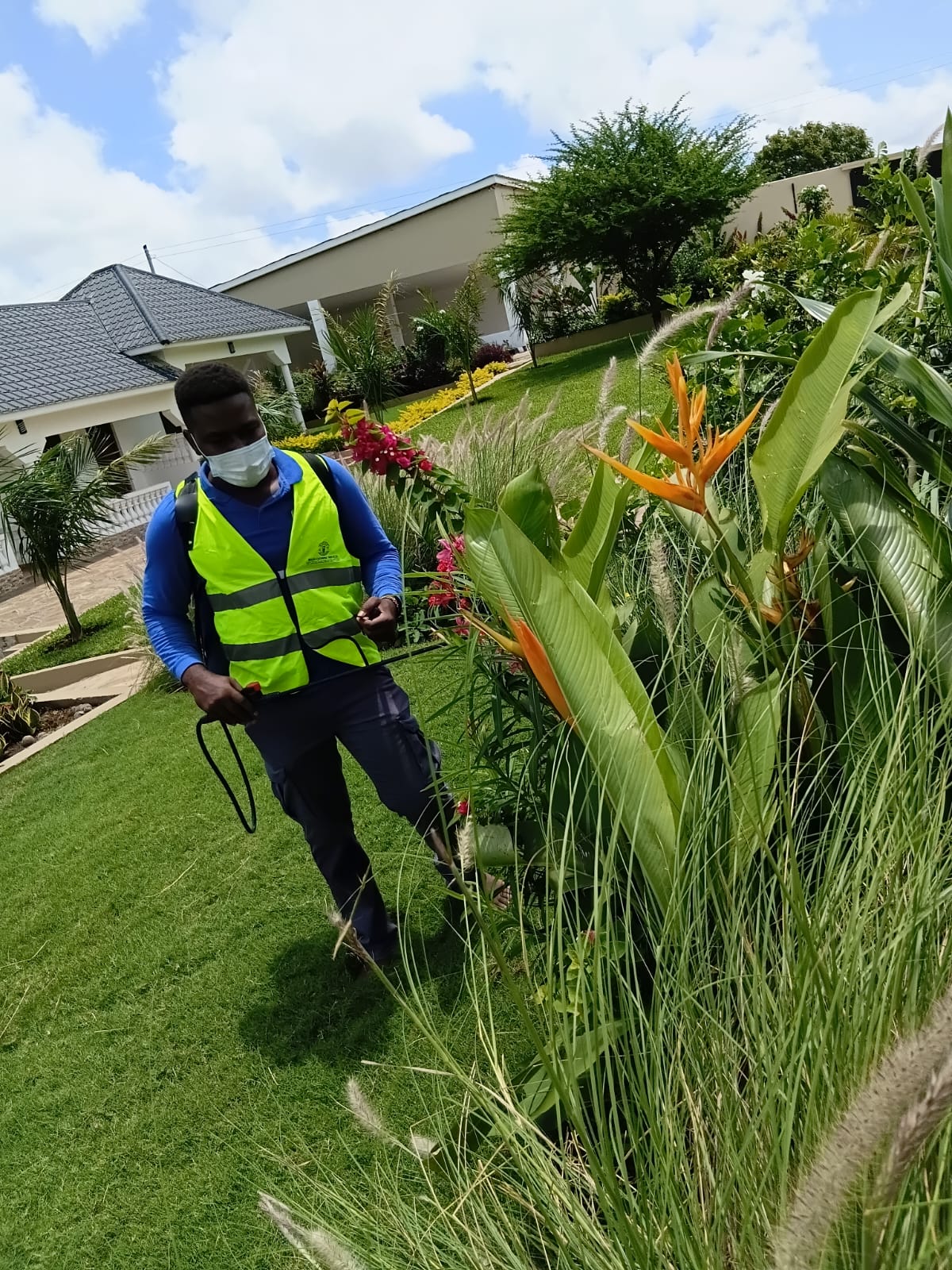 Garden plant treatment and care service in residential Mombasa