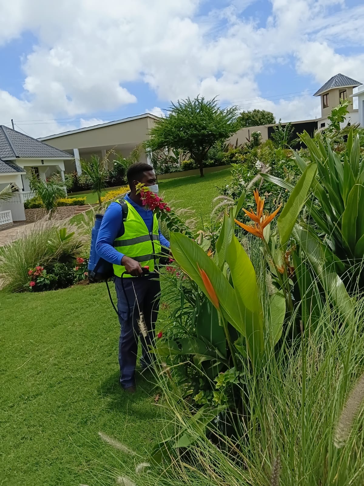 Garden plant treatment and care service in residential Mombasa